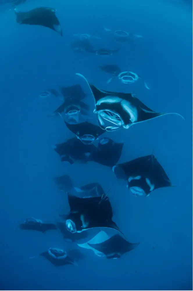 Pari manta berenang di bawah permukaan di Manta Point