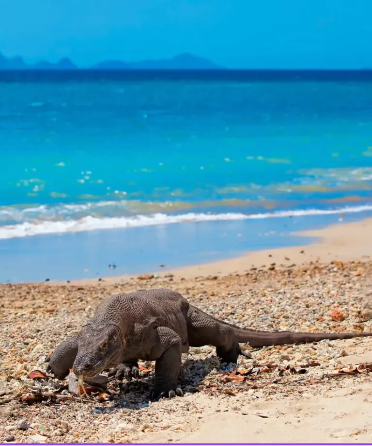 Komodo berjalan di pantai Pulau Komodo
