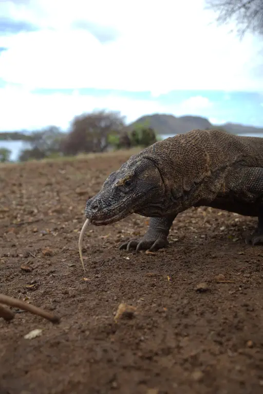Komodo berjalan di tanah kering dekat pantai