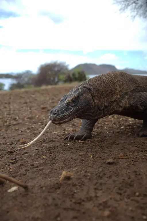 Komodo berjalan sambil menjulurkan lidah