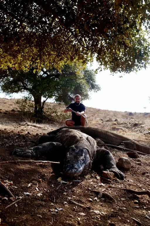 Seorang tamu duduk di belakang komodo yang berbaring di bawah pohon
